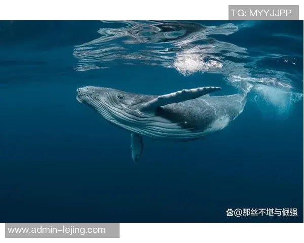 足球怪兽图片大全汇总让你领略奇幻足球世界中的神秘生物与精彩瞬间 足球怪兽图片大全汇总让你领略奇幻足球世界中的神秘生物与精彩瞬间